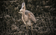 10th Jan 2016 - Blue Heron with fishing tackle!
