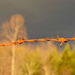 Fence in the sun by francoise