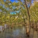 Mangroves by corymbia