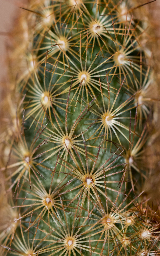 Cactus by dakotakid35