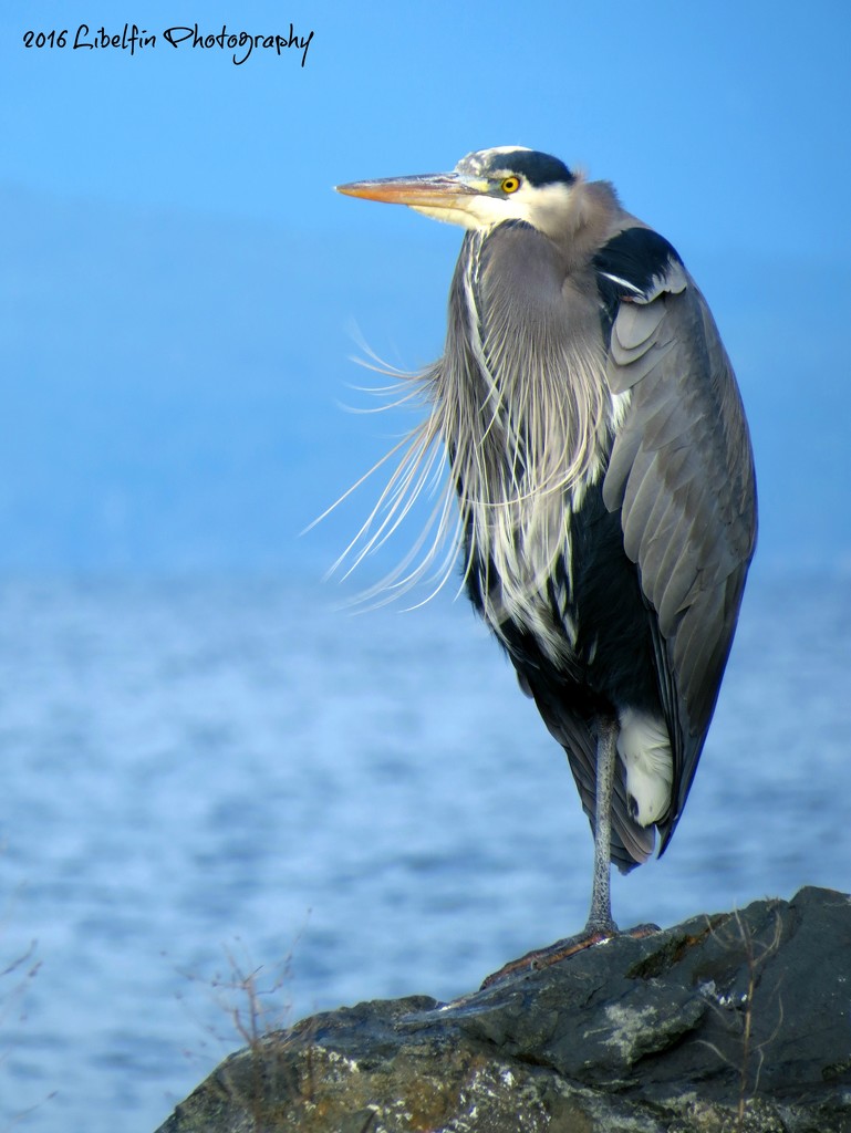 Great Blue Heron by kathyo
