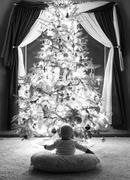 8th Dec 2015 - #1 Christmas Tree