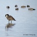 Canada Goose and Assorted Mallards by kathyo