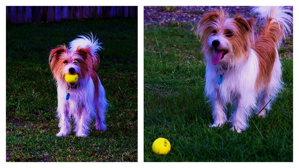 Throw the Ball just once!!! by happysnaps