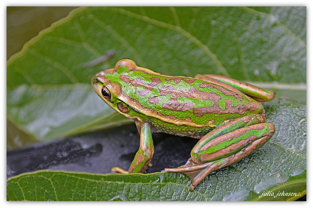 Froggy ... by julzmaioro
