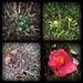 Signs of Spring! by homeschoolmom