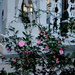Camellias and porch lattice-work, Hampton Park neighborhood, Charleston, SC by congaree