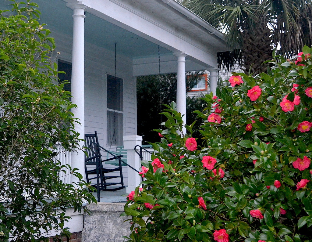 Camellias and front porch, Hampton Park neighborhood, Charleston, SC by congaree
