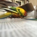 Birdy in a box by alia_801