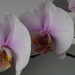 trio of orchids by quietpurplehaze