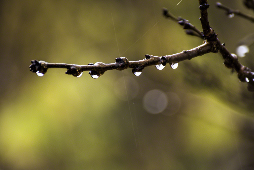 Counting the drops of a soft rain. by evalieutionspics