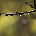 Counting the drops of a soft rain. by evalieutionspics