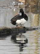 8th Jan 2016 - Tufted Duck