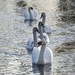Swans - In Vernon Park by oldjosh