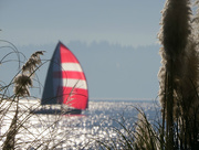 11th Jan 2016 - Red Sails