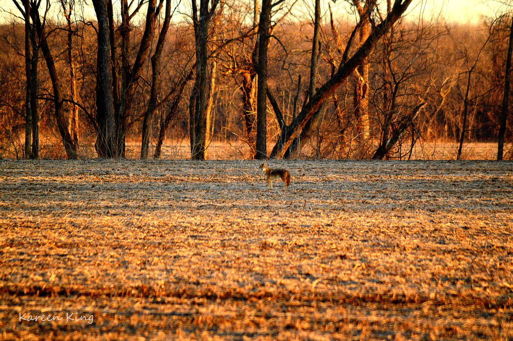 Coyote on a Kansas Field at Golden Hour by kareenking