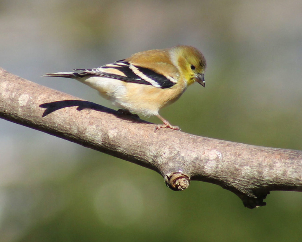 Goldfinch by cjwhite