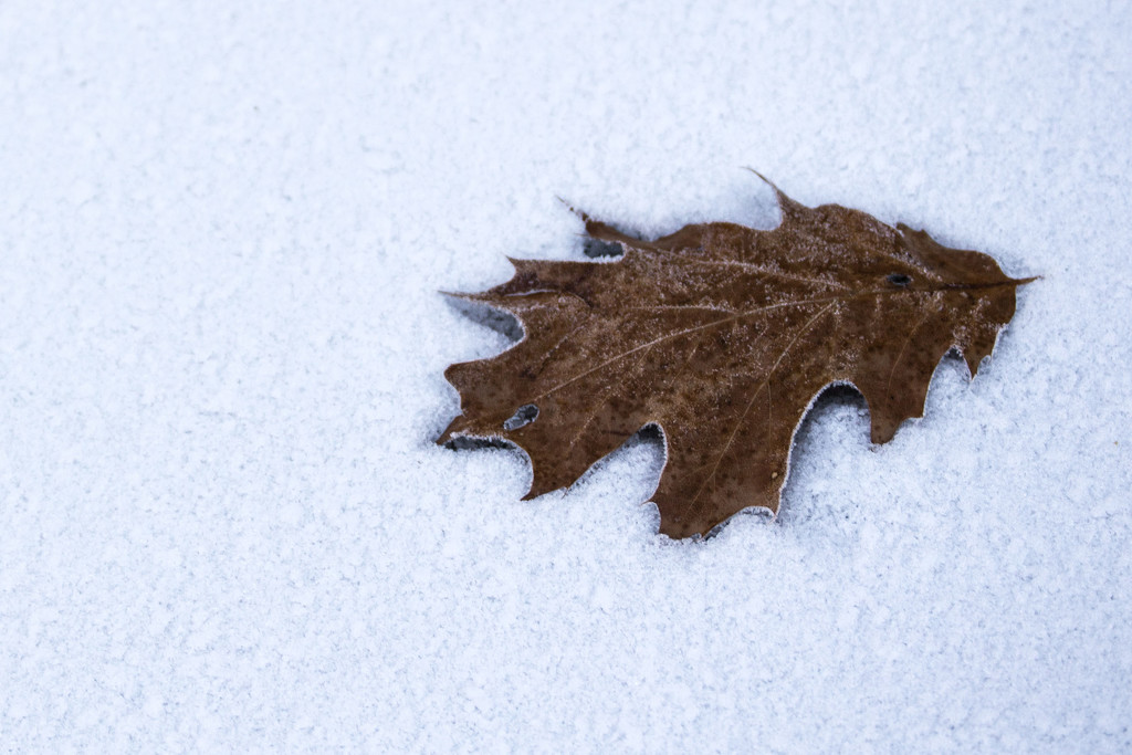 Frosted leaf by meemakelley
