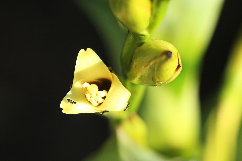 Vriesea Gigantea Flower by terryliv