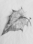 11th Jan 2016 - Skeletal leaf Noir
