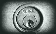 11th Jan 2016 - Who is Bird?