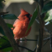 Mr Cardinal in the Orange Tree! by rickster549