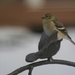 bird perch by amyk