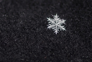 11th Jan 2016 - Winter's Snowflake