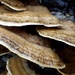 Macro Fungus by bulldog
