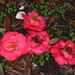 camellias by congaree