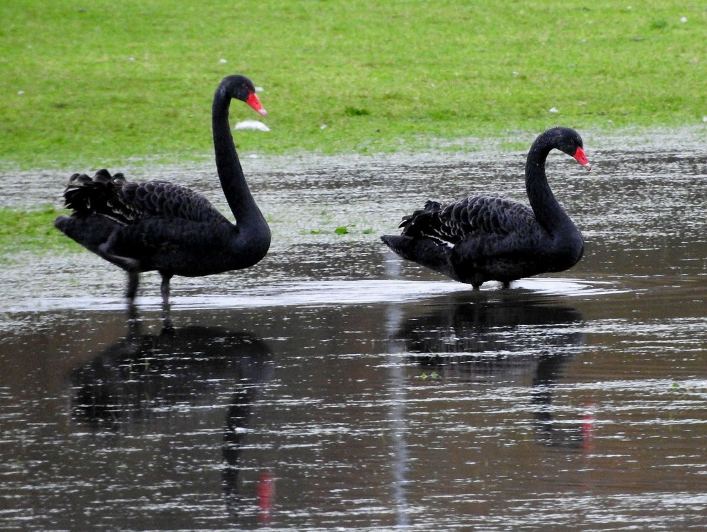 Black Swans by oldjosh