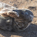 Shy seal sunbathing by motorsports