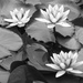 Water lilies by jeneurell