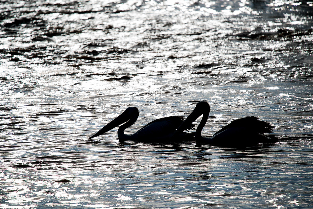 Pelicans in silhouette by bella_ss