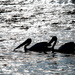 Pelicans in silhouette by bella_ss