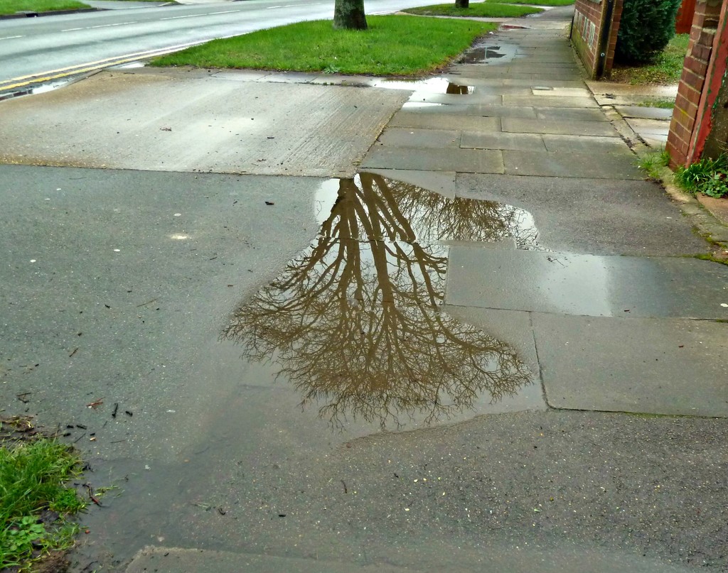 Puddle. by wendyfrost