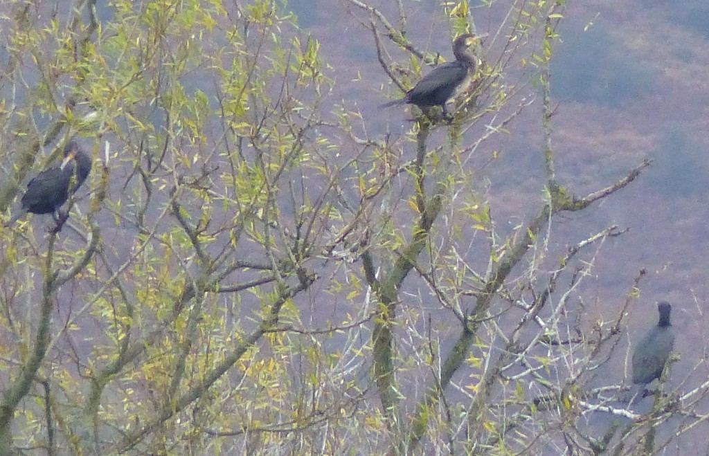  Cormorants in a Tree! by susiemc
