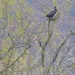  Cormorants in a Tree! by susiemc