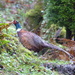  Male Pheasant  by susiemc
