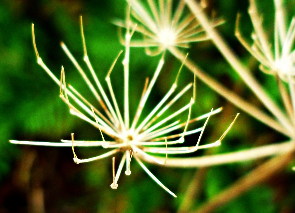 Seed Head by countrylassie