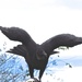 Black Headed Vulture by rob257