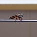 Is this a Dragonfly ?? by happysnaps