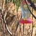 female hummingbird by blueberry1222
