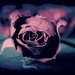 Rose Brittle  by juliedduncan