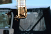 11th Jan 2016 - Sparrows At The Feeder