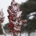 Snow on Sumac by selkie