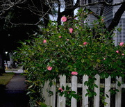 13th Jan 2016 - Picket fence and camellias, Hampton Park neighborhood, Charleston SC