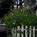 Picket fence and camellias, Hampton Park neighborhood, Charleston SC by congaree