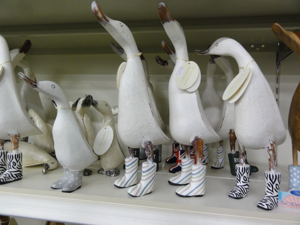 Geese in boots .  by beryl