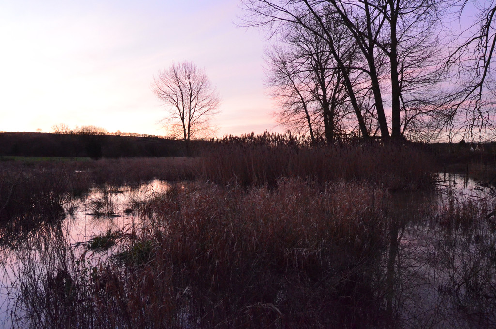 Pink Sunrise over the Marsh by arkensiel